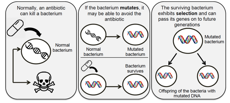 a diagram showing bacterium's mutation and selection.