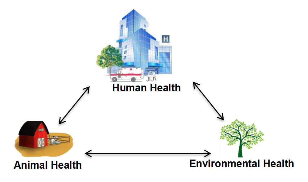a diagram showing the idea that human health, animal health, and environmental health are all interconnected and dependent on one another
