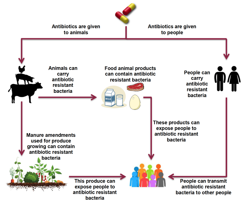a diagram showing how Antibiotics and Antibiotic Resistant Bacteria Link Humans, Livestock, and the Environment.
