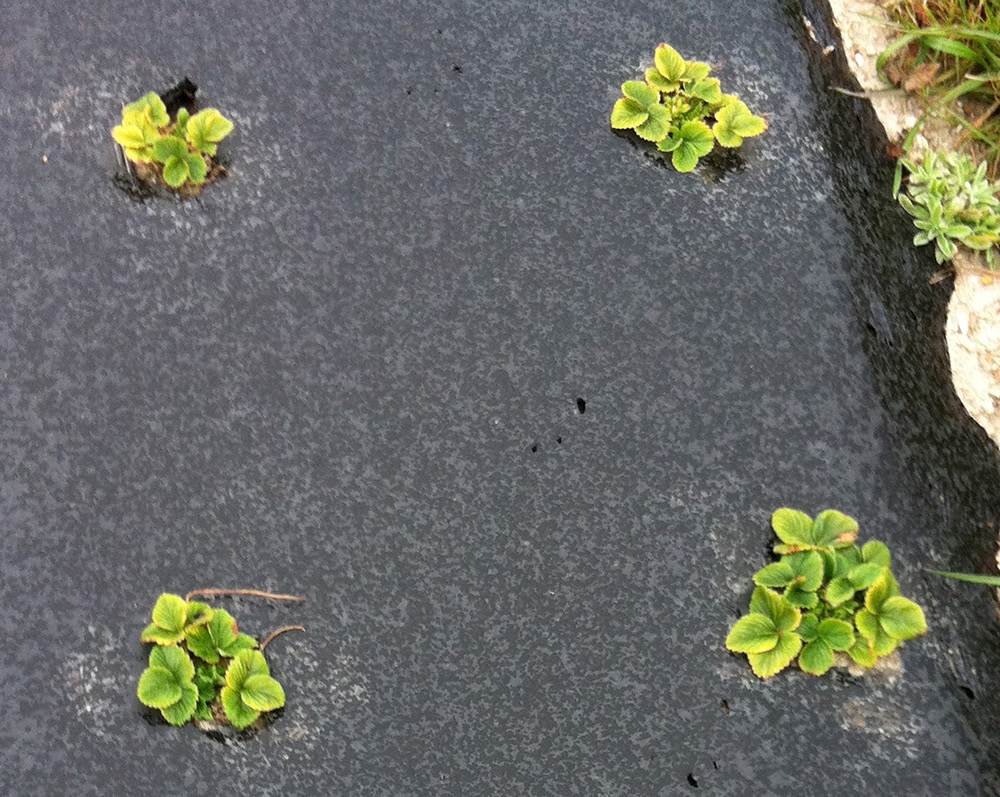 Figure 1. Severe marginal chlorosis observed early March in a strawberry farm in Chesapeake, Virginia.