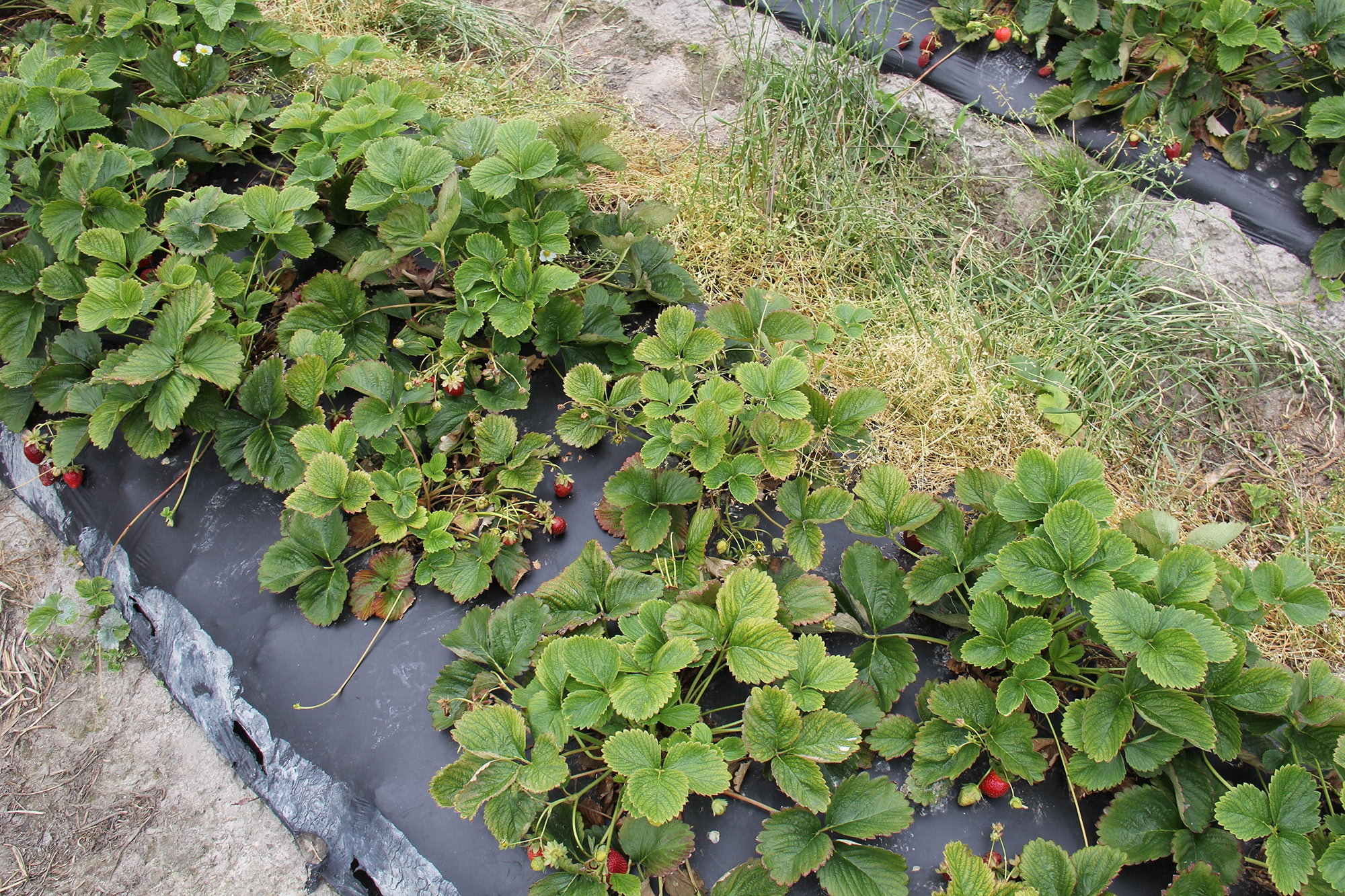 Figure 3. Virus-infected strawberry plants in bloom and fruit.