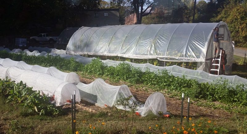 Figure 1. Micro tunnels (front) covered with spun-bonded fabric and insect nets. High tunnel in back. Summer 2015, Richmond, Virginia.