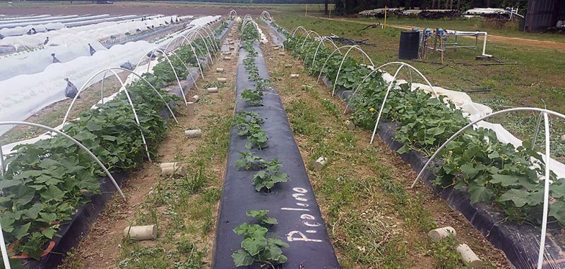 Figure 6. Growth difference in cucumbers grown under micro tunnel in comparison to open field. Spring 2016. Eastern Shore AREC, Painter, Virginia.