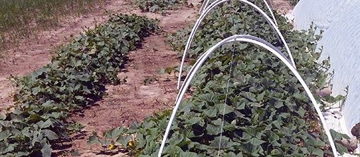 Figure 7. Growth difference in cucumber grown in under micro tunnel and open field. Summer 2015. Eastern Shore AREC, Painter, Virginia.