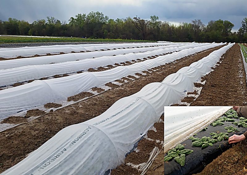Figure 3. Spinach production under micro tunnels with spun-bonded row cover over wire hoops in early spring for direct sale market. Westmoreland County, Virginia.