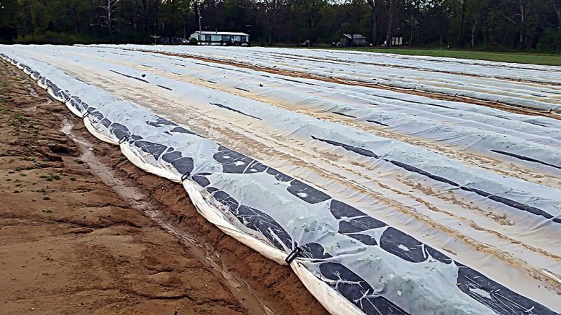 Figure 2. Spun-bonded floating blanket over strawberries in early spring production. Westmoreland County, Virginia.
