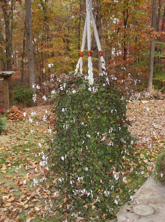 A macrame hanging basket overflowing with a white flowering plant.