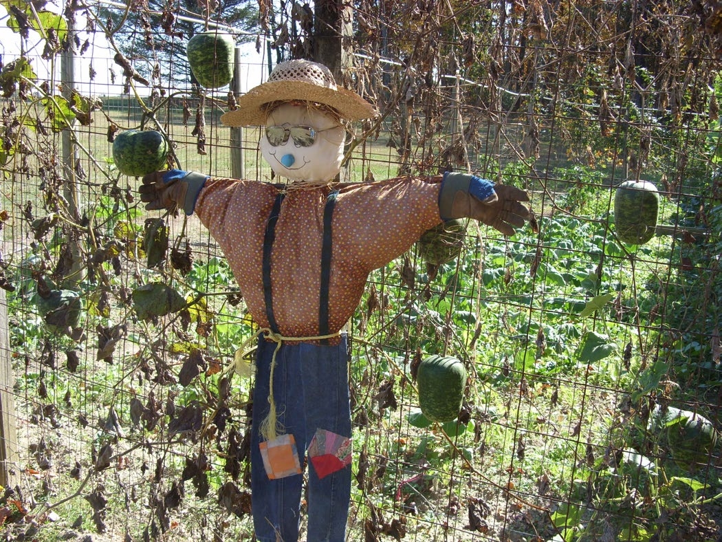 A scarecrow dressed in patched jeans and an old shirt, hat, gloves and sunglasses.