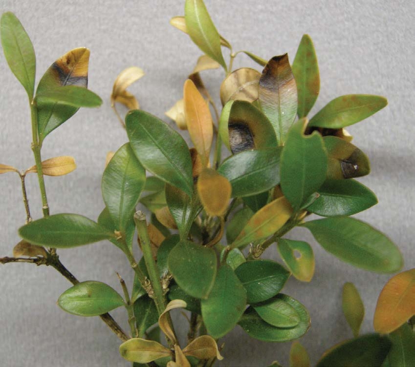 Photo of a plant with brown spots on leaves