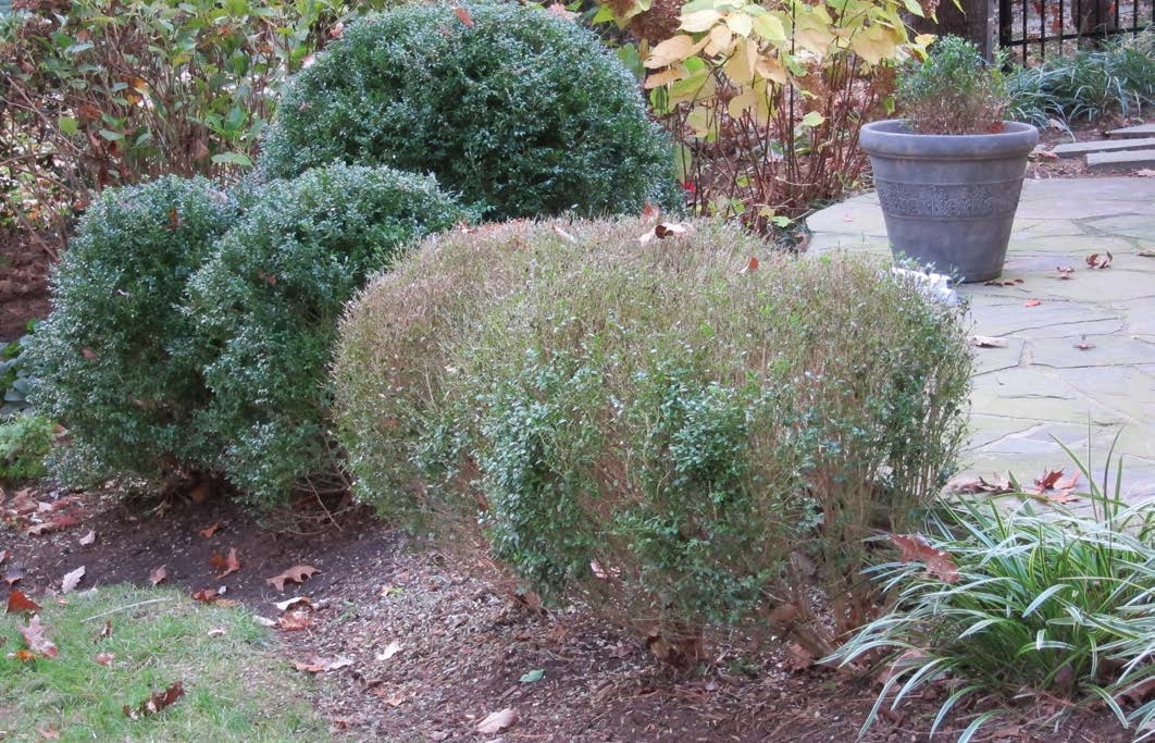 Photo of a garden with a defoliating boxwood in front