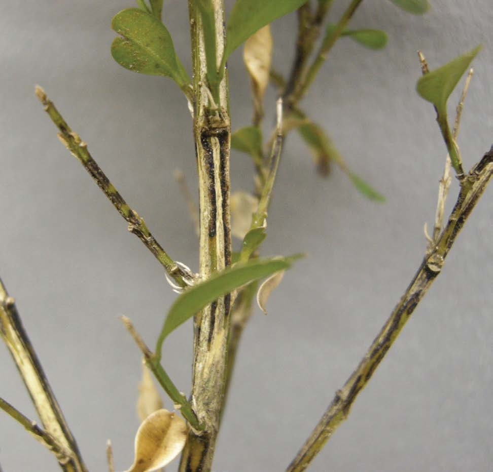 Photo of stems with dark streaks