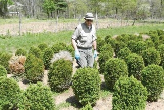 a photo of a person scouting plants