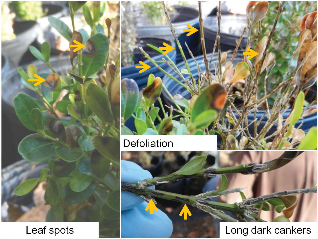 three photos showing the symptoms of boxwood blight, leaf spots, defoliation, and long dark cankers