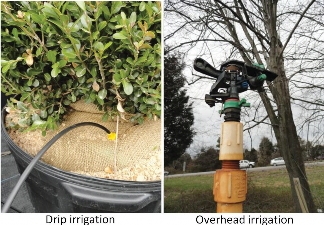 two photos of drip and overhead irrigation