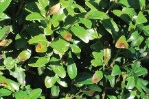a photo of leaves with Boxwood blight
