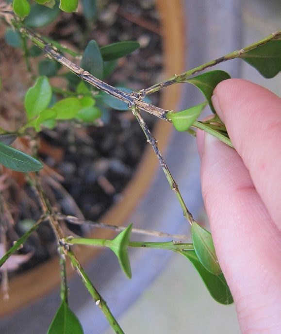 Figure 2. Dark cankers on stems caused by the boxwood blight fungus. (photo by A.Bordas)