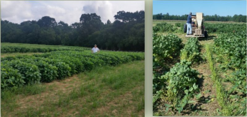 Two pictures showing edamame plots at the eastern shore AREC, and the right picture showing edamame plots being harvested mechanically using a snap-bean harvester