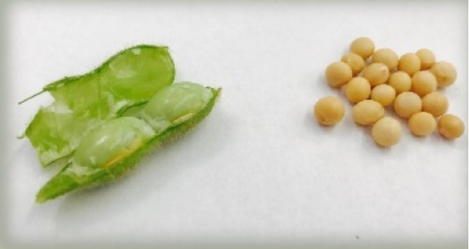 green Edamame beans on the left and it is larger than yellow soybeans on the right