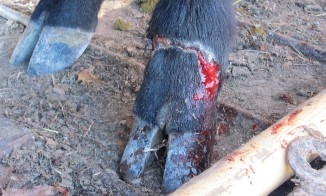 Close-up of an bleeding heifer's foot.