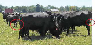 Cattles on a farm
