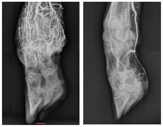 Two x-ray images of heifer's foot.