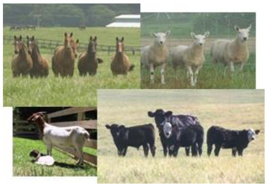 Four photos of livestock animals on a farm, featuring horses, sheep, goats, and cows.
