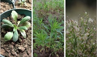 Three separate pictures depict horseweed growth stages: a low-to-the-ground rosette plant in a container; many tall, spindly leafy plants bolting in a field; and a close-up of the top of a plant showing the flowers in clusters of small, feathery bristles. 