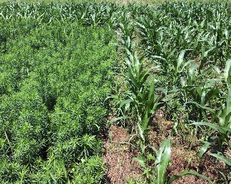 Image depicting the left side of a field covered in horseweed plants, while the right side has few horseweed plants scattered among green corn stalks. 
