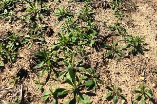A plot crowded with horseweed in the rosette stage.