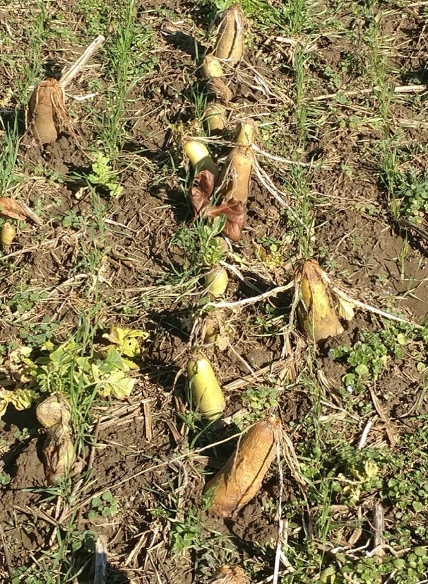 photo of Winterkilled forage radish in the field