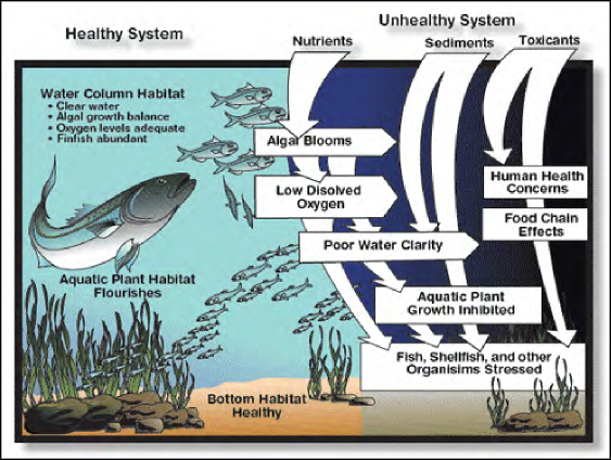 An image showing a conceptual model of the Chesapeake Bay ecosystem health. As nutrients, sediments, and toxicants enter the bay waters, the healthy aquatic ecosystem experiences algal blooms, low dissolved oxygen, poor water clarity, inhibited aquatic plant growth, stressed fish, shellfish, and other organisms, human health concerns and food chain effects. Source: What is a watershed? Virginia Cooperative Extension Publication 426-041.