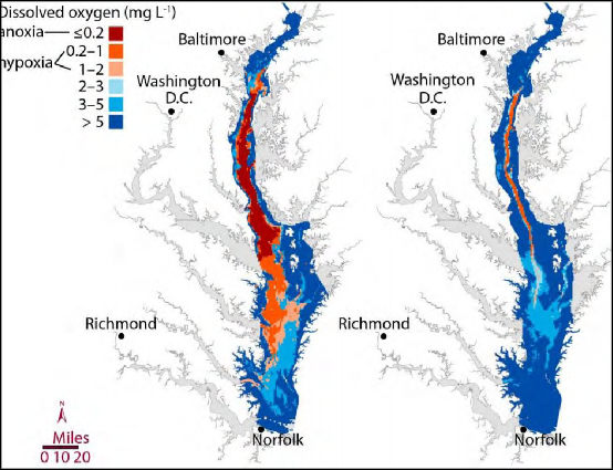 An image showing the 2017 high and low predicted Chesapeake Bay dead zones based on dissolved oxygen levels. Oxygen levels from 2 to >5 mgL-1 are normal and healthy, levels from 0.2 to 2 mgL-1 are hypoxic (low and unhealthy), and levels below 0.2 are anoxic (essentially no oxygen so no life). The anoxic and hypoxic zones extend from ~140 to ~260 miles in length from Baltimore, MD to just above Norfolk, VA. Source: University of Maryland Center for Environmental Science, Integration and Application Network.