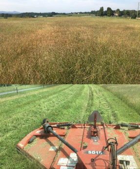 top: a field of switchgrass with prominent summer annuals; bottom: a mower clipping switchgrass.