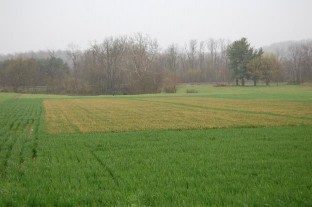 photo of wheat research plots with bright green plot in front and plot with injury in back.