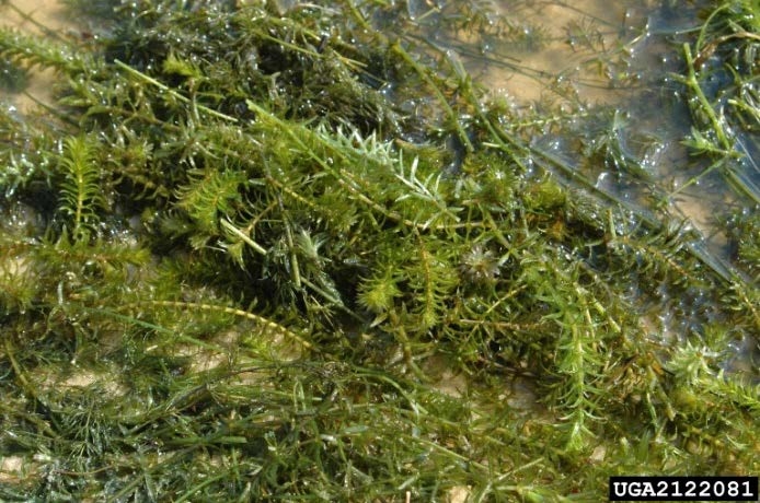 Hydrilla growing on water surface.