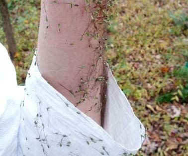Wavyleaf basketgrass seeds clinging to skin and clothing.