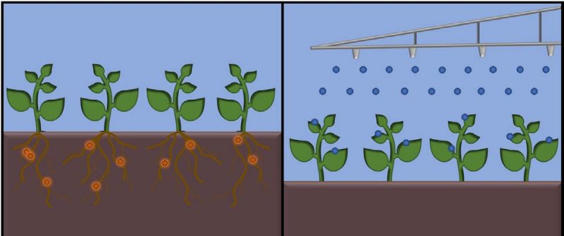 Two diagrams, one indicating the application of nutrients through the soil of plants, the other showing foliar application of nutrients from above the plant.