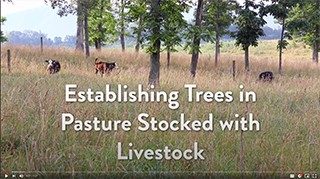 Cover for publication: Establishing Trees in Pasture Stocked with Livestock