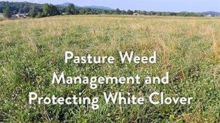 Cover for publication: Pasture Weed Management and Protecting White Clover