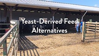 Cover for publication: Yeast-Derived Feed Additives