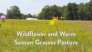Cover for publication: Wildflower and Warm Season Grasses Pasture