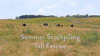 Cover for publication: Summer Stockpiling Summer Fall Fescue
