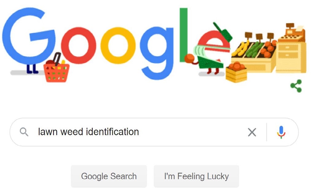Example of Google search page with “lawn weed identification” in the search box