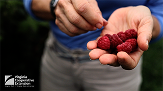 Cover for publication: Keeping the Spark Alive: Soil, Service, and Berries