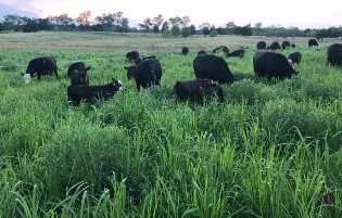 Cows and calves grazing a tall stand of gamagrass.