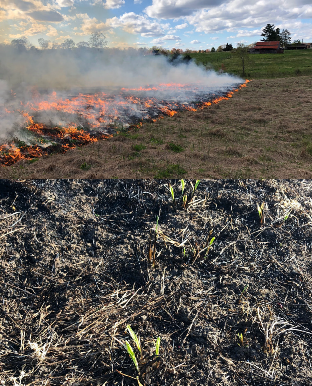 top: Fireline while burning the gamagrass stand in April 2020. bottom: Gamagrass seedlings greening up post-burn.