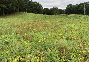 Field of native grass mixture with yellowing of weeds due to herbicide application.