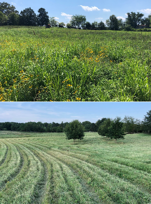 top: Cattle grazing behind an electric wire on a stand of gamagrass. bottom: A freshly mowed field of gamagrass.