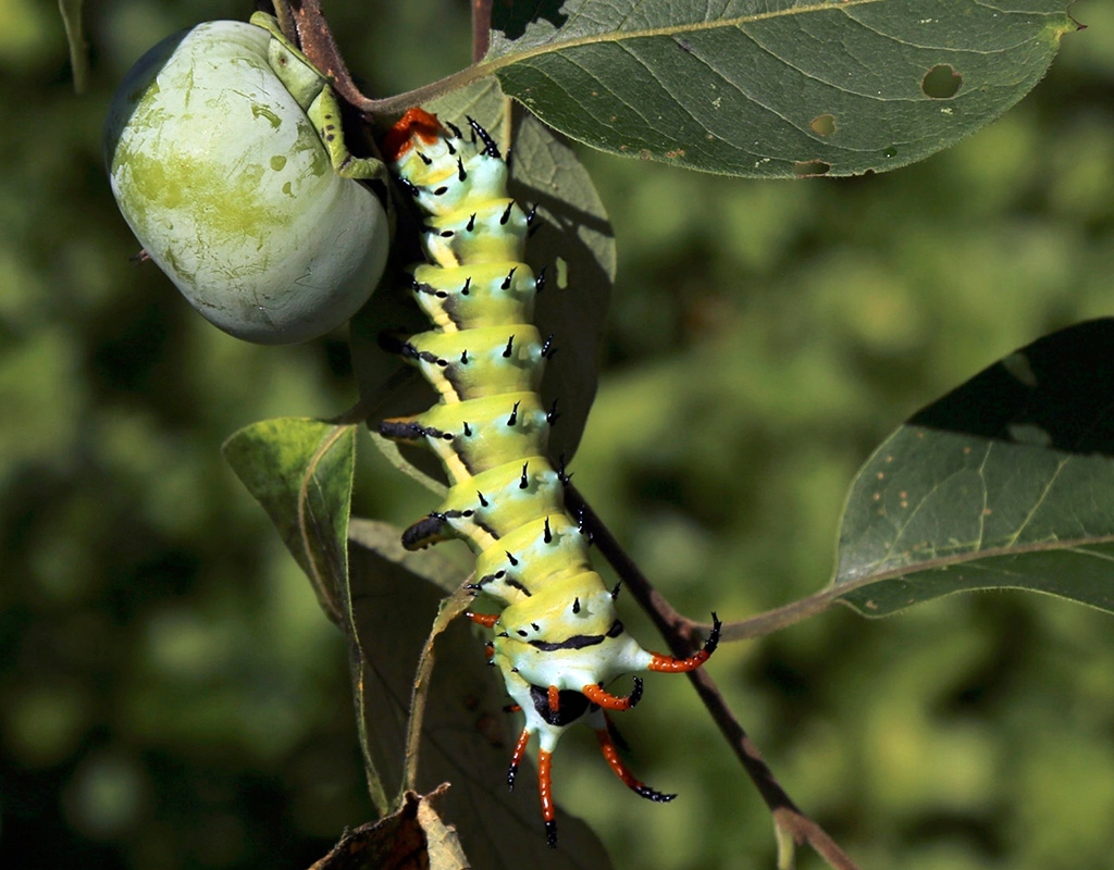 Green caterpillar with black spikes and brown and black horns hangs from a persimmon leaf with green persimmon fruit to the left.