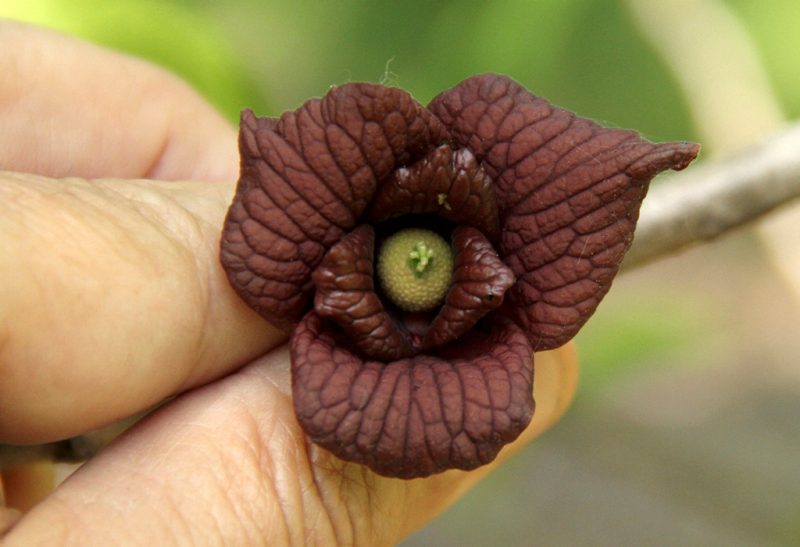 Close-up of a burgundy blossom with three outer and three inner petals and a pale green stamen.